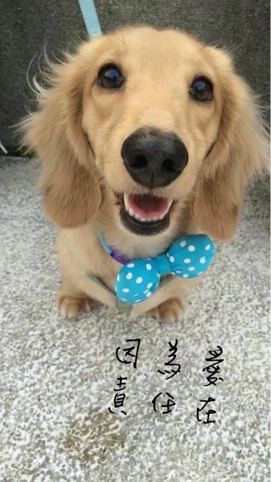 2023毛小孩寵物保險交流站