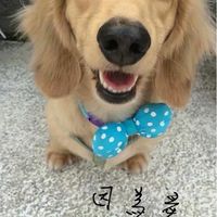 2023毛小孩寵物保險交流站