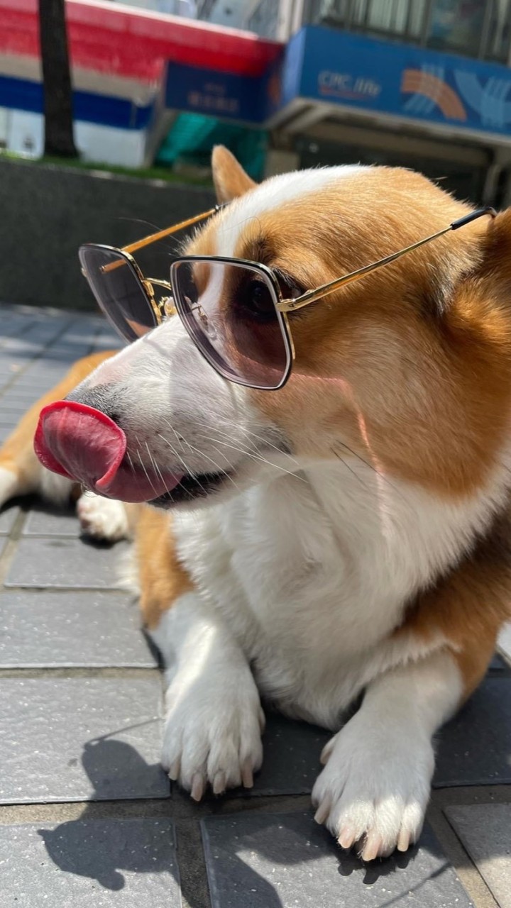 柯基雜貨團購Corgi Shop