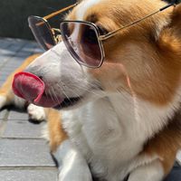 柯基雜貨團購Corgi Shop