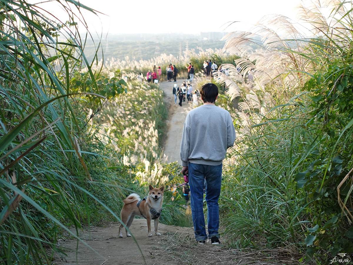 錯過等明年！秋限定雙北４處「芒草步道」：陽明山S型雪白祕境、台版小長城