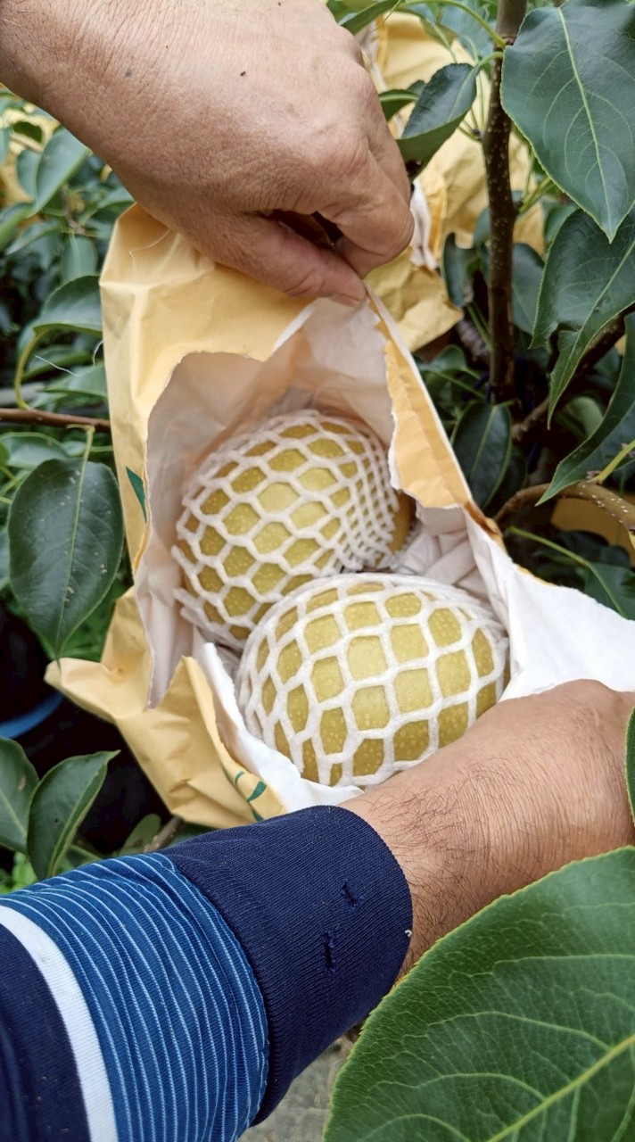 太平水果蔬菜社群