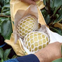 太平水果蔬菜社群