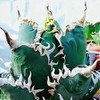 アガベ•塊根植物相談部屋