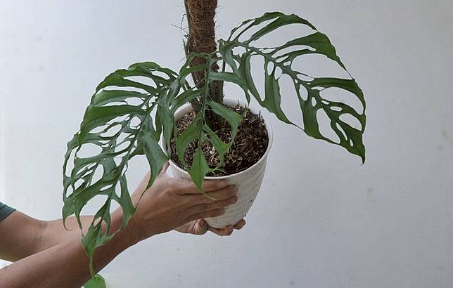 20+ Monstera Deliciosa Janda Bolong Tanaman Hias Termahal 2020 Pictures