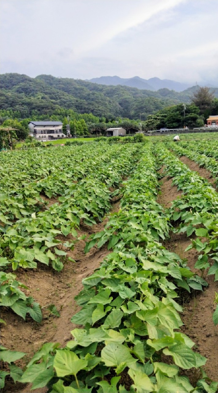 夏夏開心農場