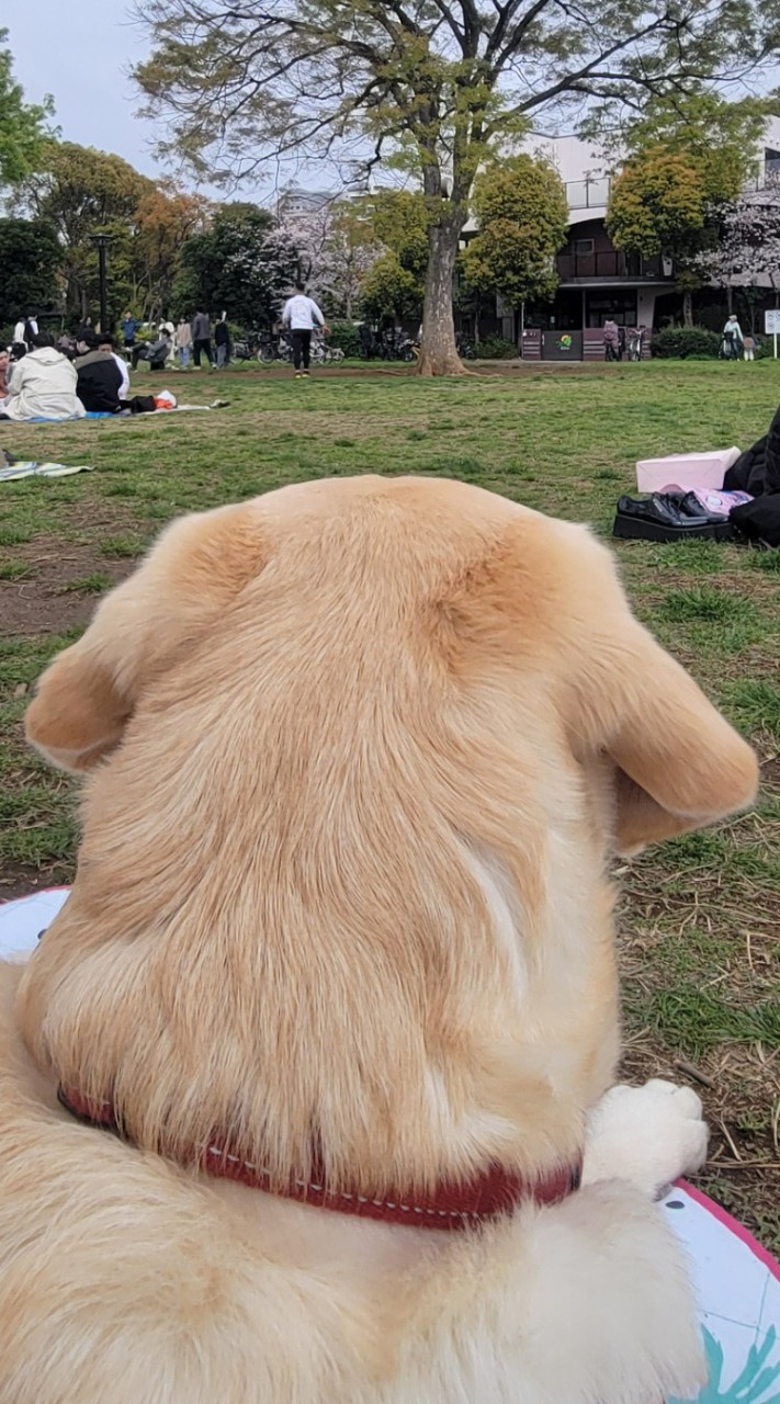 🦮世田谷🐾ラブ会