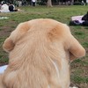 🦮世田谷🐾ラブ会
