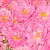 i香氛愛芳療