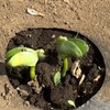 生命科学部 応用植物科学科 1年