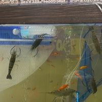 艾蝦蝦水產（活蝦販賣，外送直運）