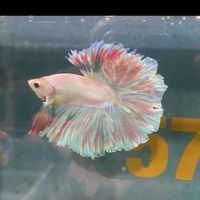 Papagoh Betta