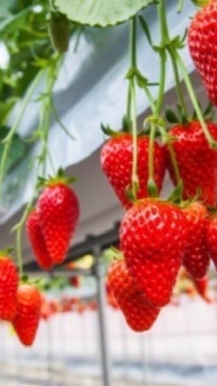 いちご🍓狩りパーティー