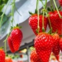 いちご🍓狩りパーティー