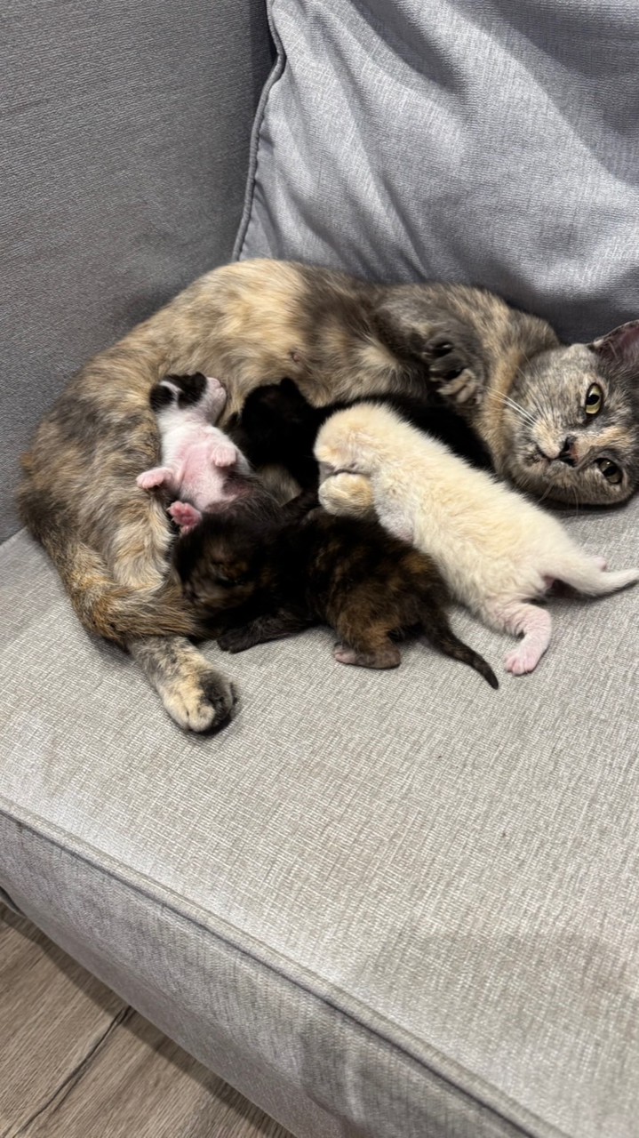หาบ้านน้องแงวว🐈💕