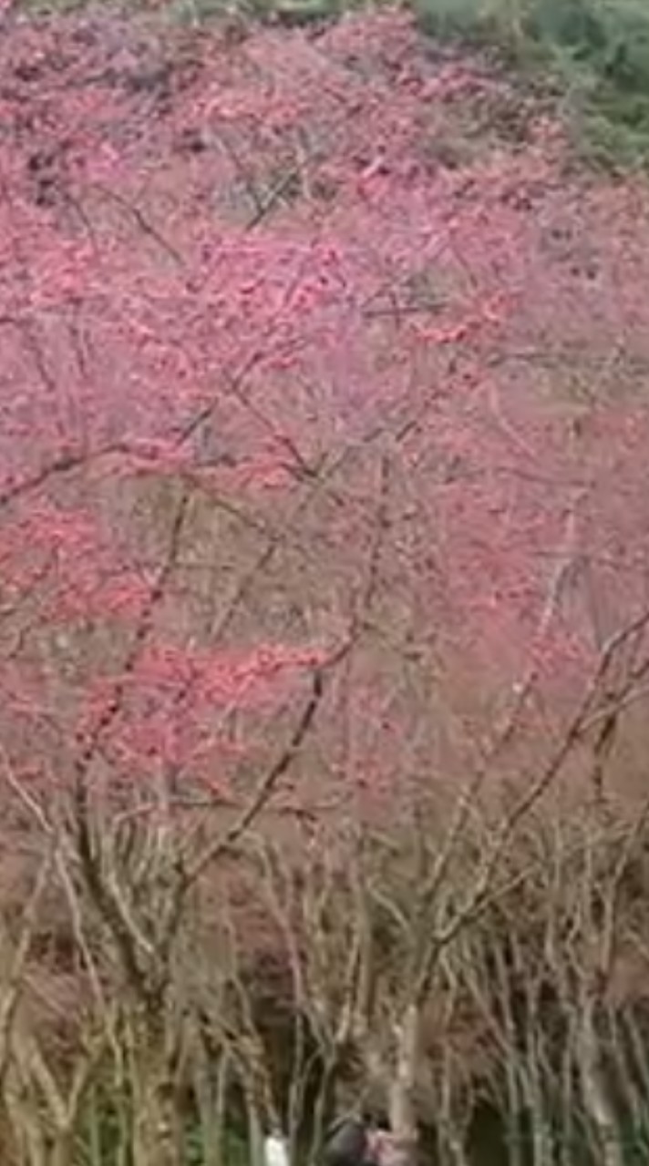 2/8草坪頭櫻花大爆滿❤️賞櫻.健走