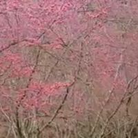 2/8草坪頭櫻花大爆滿❤️賞櫻.健走