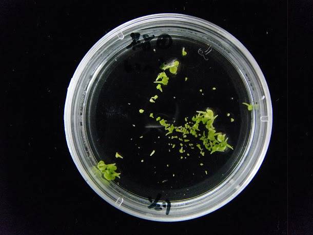  十字花科甘藍類蔬菜小孢子培養流程之小孢子胚發育。   圖：農委會提供 