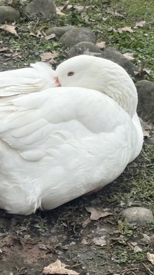 三國