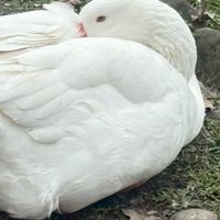三國