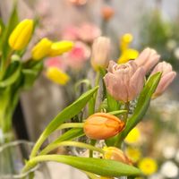 Flores 花園小天地 新竹縣市