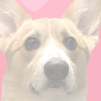 puww JPメンバーの会