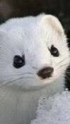 スプラあーちゃん配信罰ゲーム運営のオープンチャット