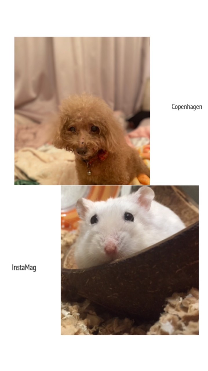 阿鼠&neyney 的電影院🎬🐹🐶
