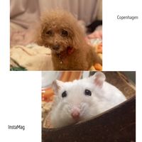 阿鼠&neyney 的電影院🎬🐹🐶