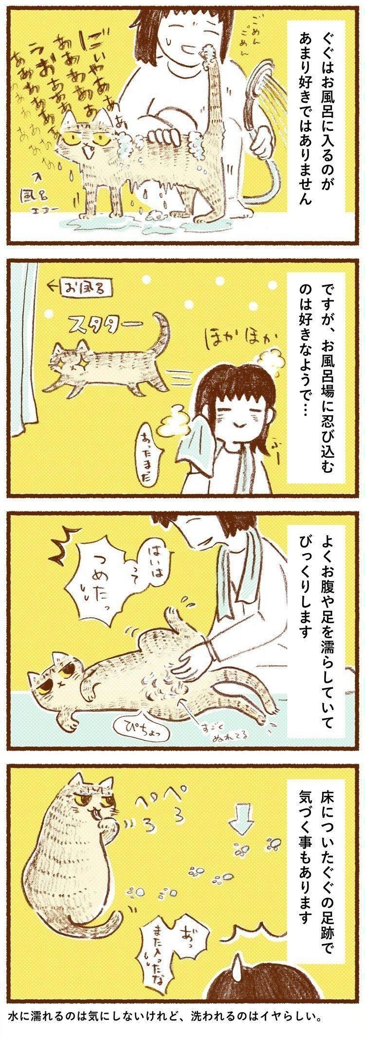 シャンプー大嫌いだけど お風呂に忍び込むのはなぜか好き