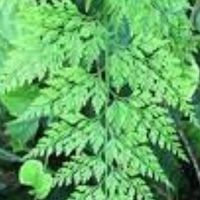五無養膚聚樂部