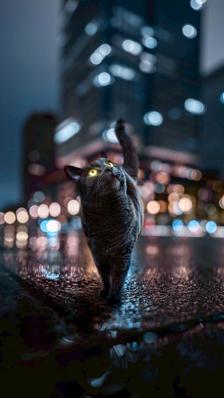くろねこ部屋