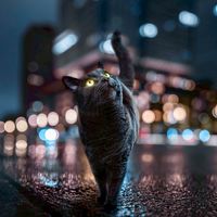 くろねこ部屋