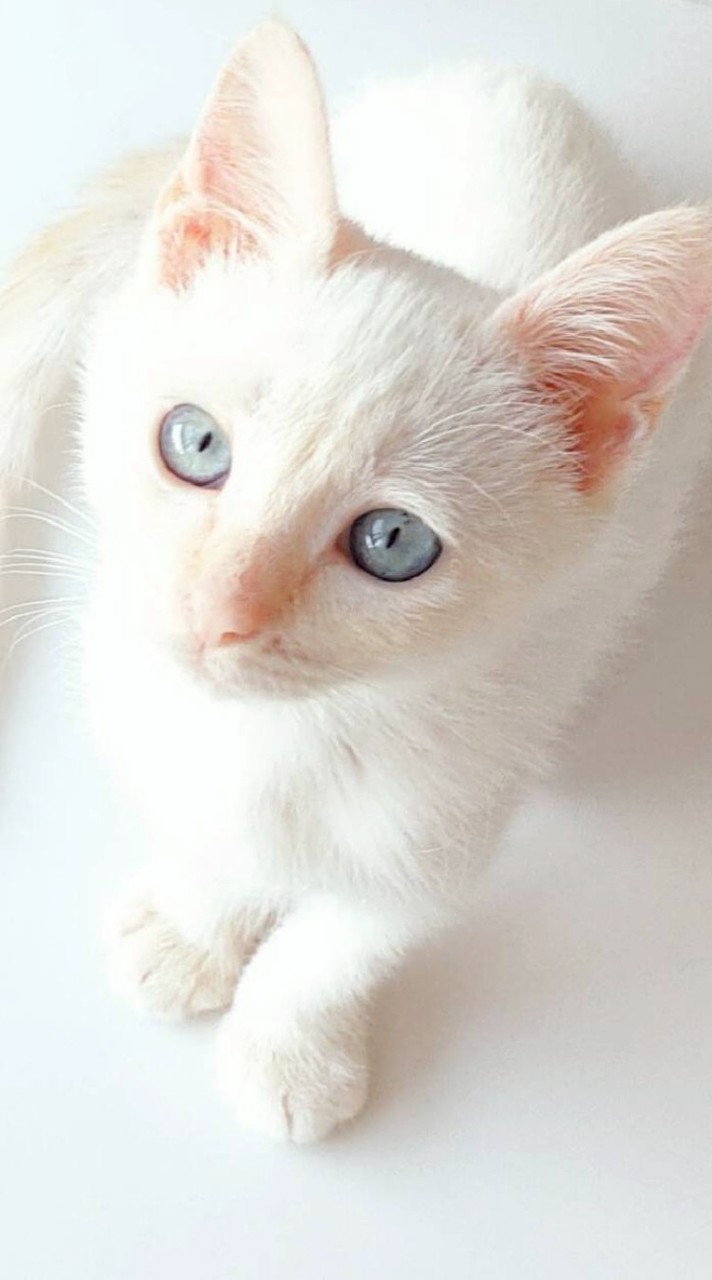 Fun❤️与十三䢟台湾 🐱毛小孩の家🐈專用 各種預約項目服務 接送看🏥 代接送看🏥往返🐶包車一日遊