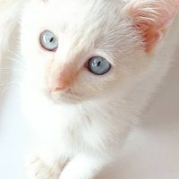Fun❤️与十三䢟台湾 🐱毛小孩の家🐈專用 各種預約項目服務 接送看🏥 代接送看🏥往返🐶包車一日遊