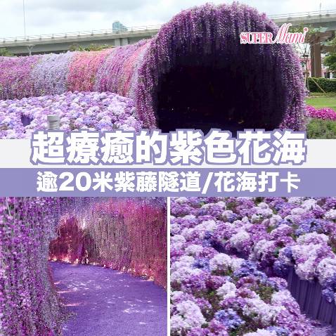 療癒打卡 超療癒的紫色花海