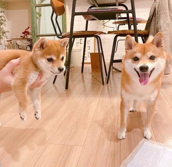 多頭飼いがスタートし1カ月経過 新たな発見の連続だった