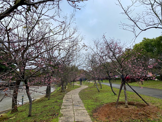 后里崴立機電櫻花公園
