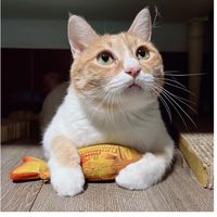 跟著阿婷撿好康🐈