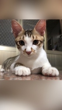 飆菇