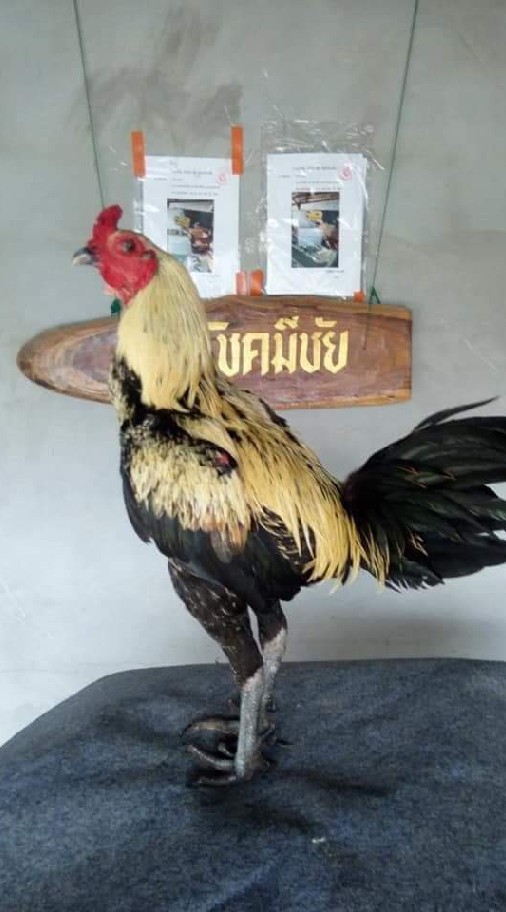 ซุ้มโชคมีชัยพัฒนาสายเลือดเงินล้าน
