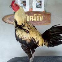 ซุ้มโชคมีชัยพัฒนาสายเลือดเงินล้าน