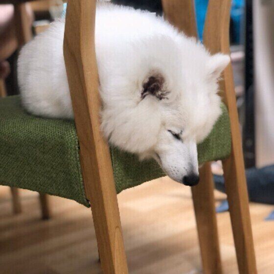 犬が寝場所を選ぶ3つの基準 寝場所でわかる犬の気持ち いぬのきもちnews