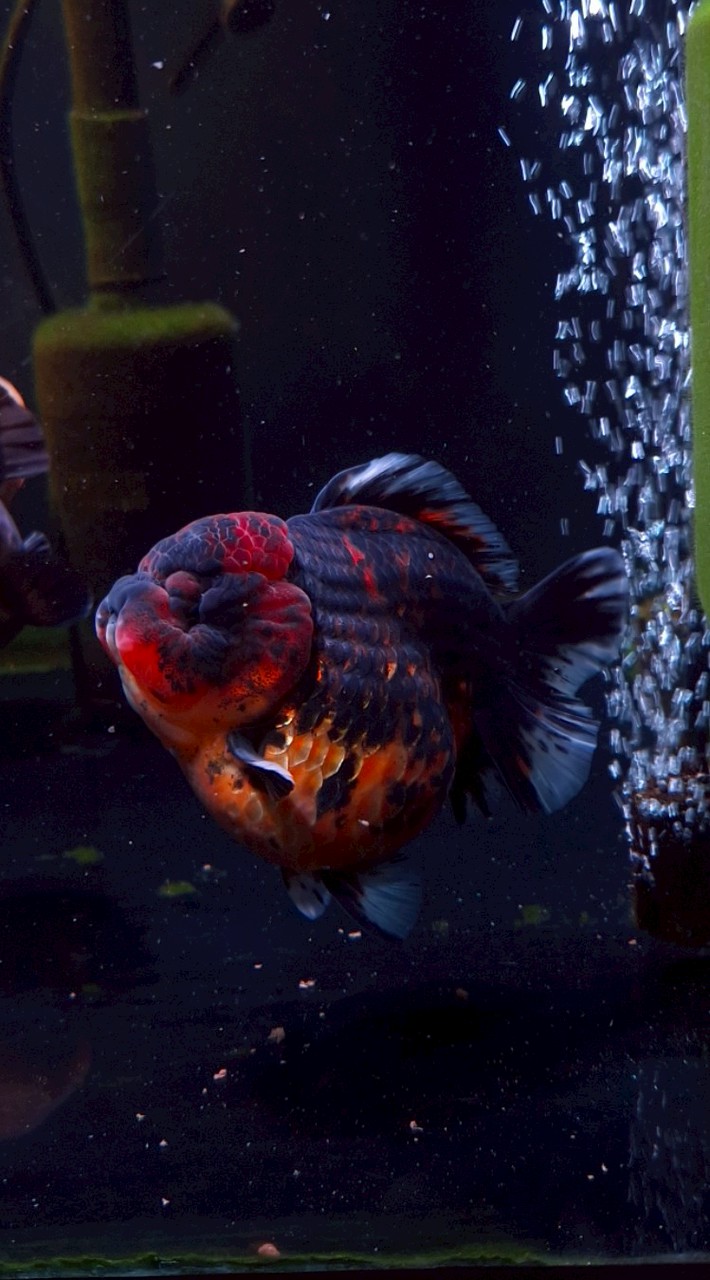 趴趴熊金魚