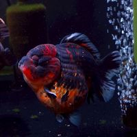 趴趴熊金魚