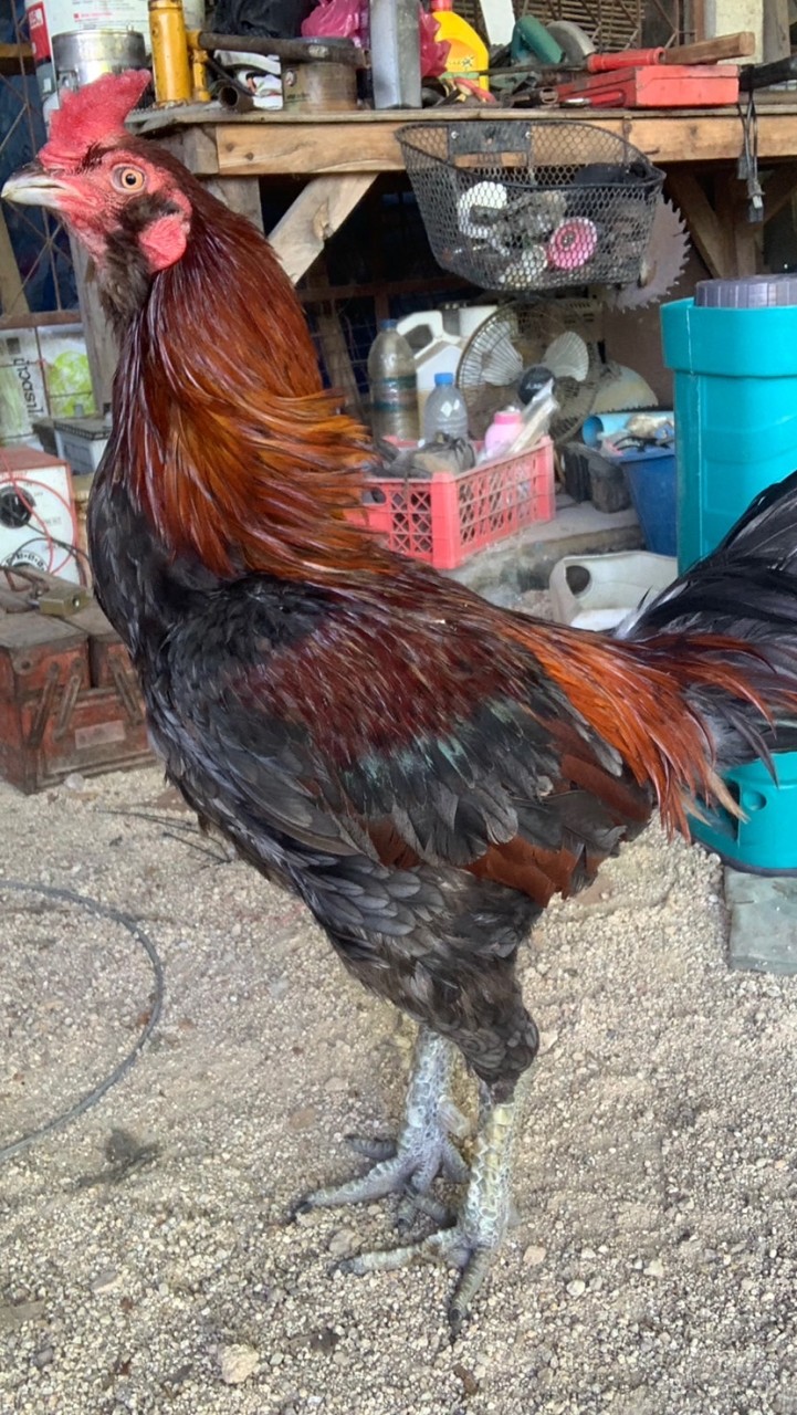 ซุ้ม จากิต 🐓🐉