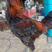 ซุ้ม จากิต 🐓🐉
