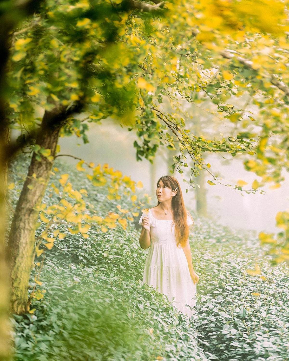 南投最美「銀杏森林」！破20萬坪堪稱「東南亞最大」，搭夕陽雲海如人間仙境