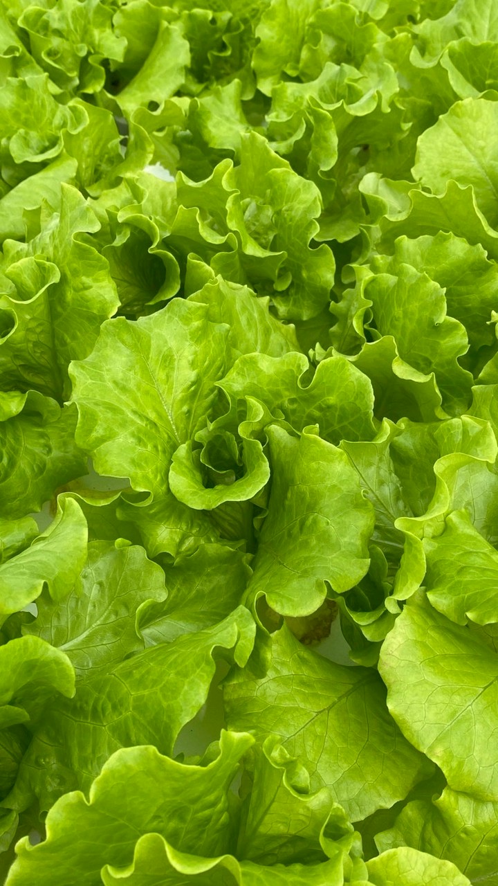 煜騰魚菜共生無毒水耕蔬菜園