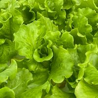 煜騰魚菜共生無毒水耕蔬菜園